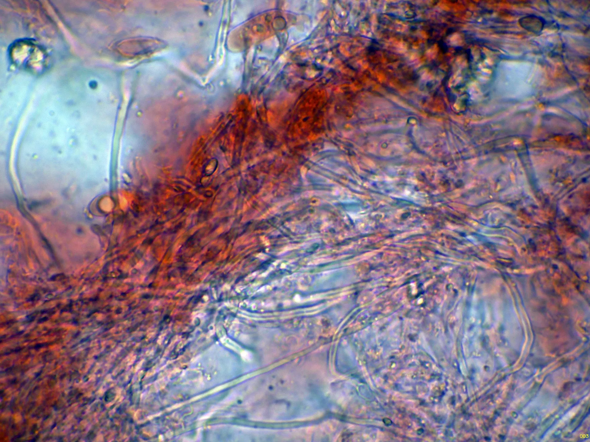 Microscopía de Porotheleum fimbriatum - 10 - Hifas subiculares-003